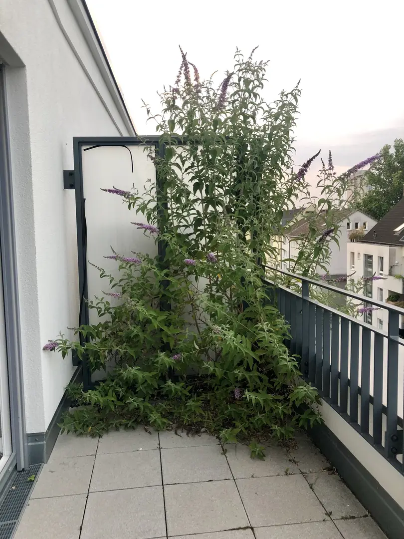 ein mindestens zwei Meter großer Schmetterlingsflieder, der aus dem Balkonboden herauswächst