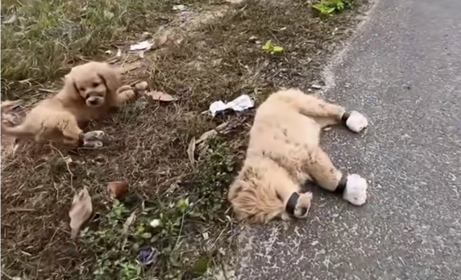 zwei welpen am straßenrand, einer leblos. beide haben die vorderbeine und hinterbeine und das maul mit klebeband zusammengebunden.